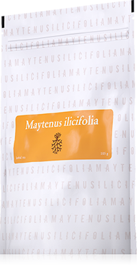 Maytenus Ilicifolia Energy